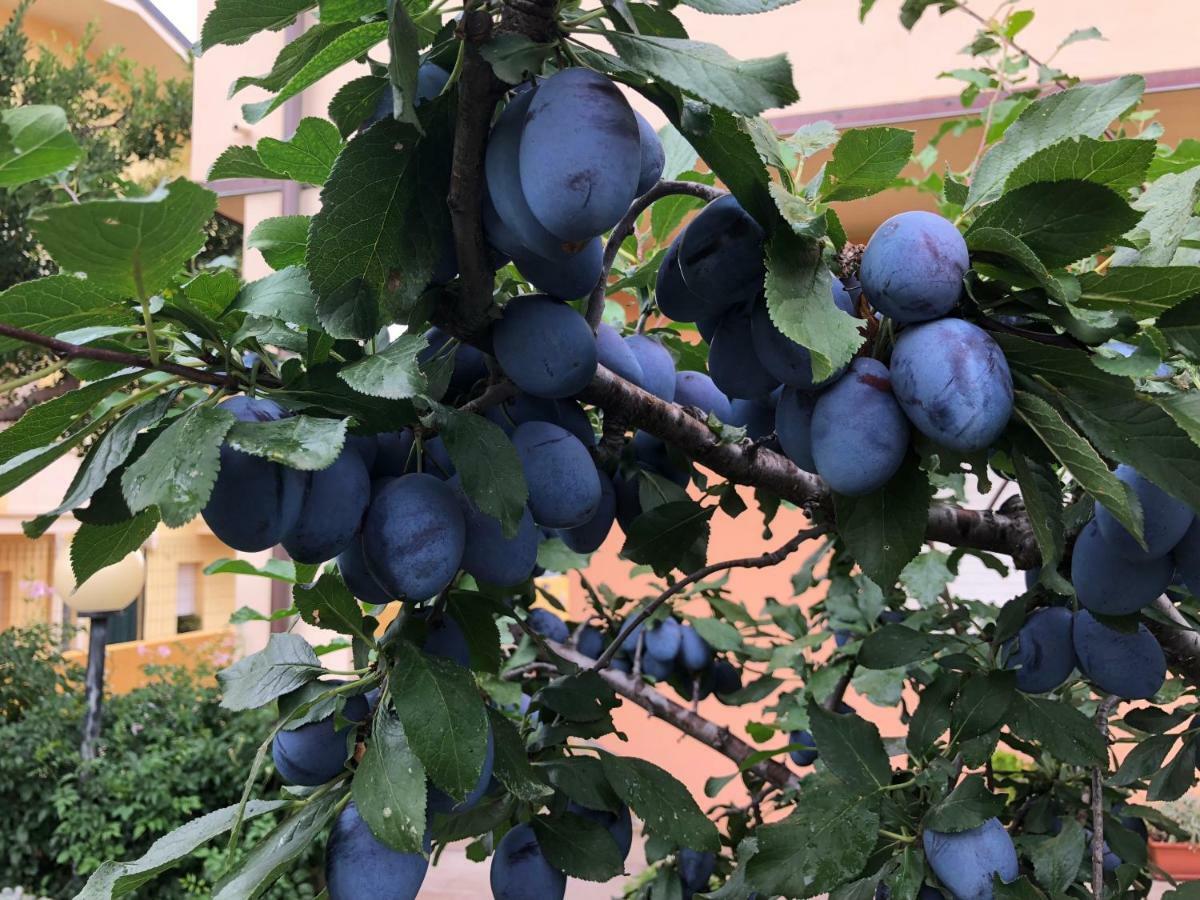 B&B I Fenicotteri Muravera Εξωτερικό φωτογραφία